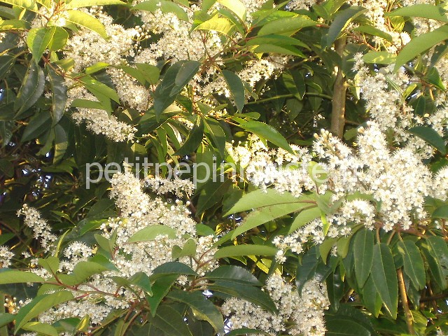 les fleurs du laurier du portugal